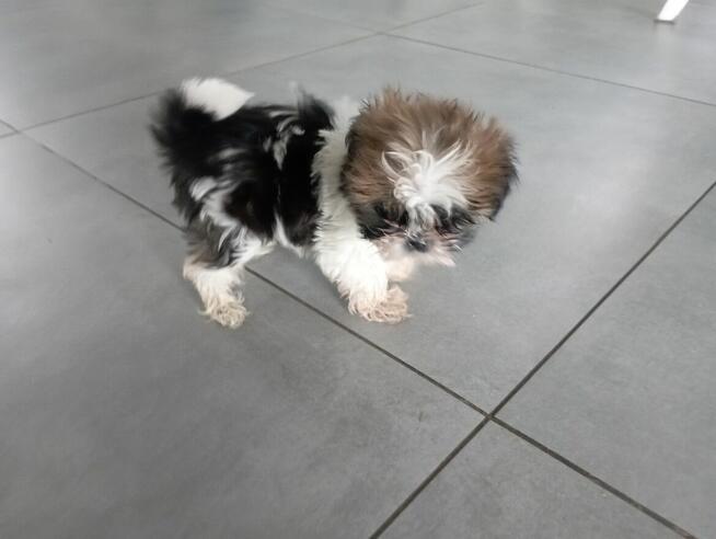 Shih tzu