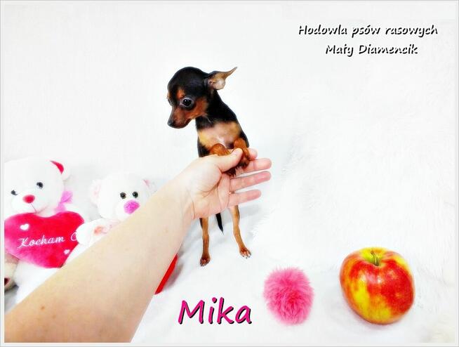 XXS MINI suczka Mika Ratlerek - Pinczer miniaturowy Rodowód