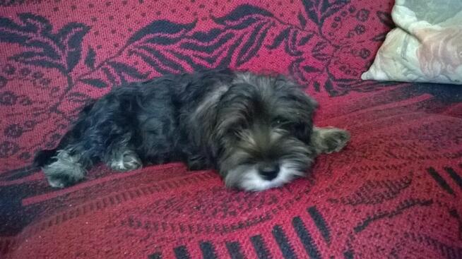 sznaucer miniaturowy, sznaucer miniatura