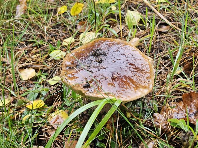 Działka, Rogóźno, 9 ar, media, Jezioro Rogóźno