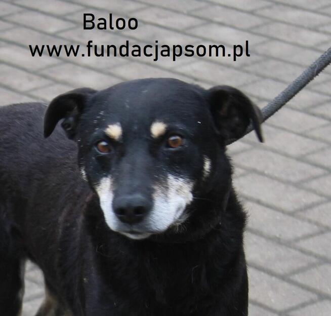 Baloo