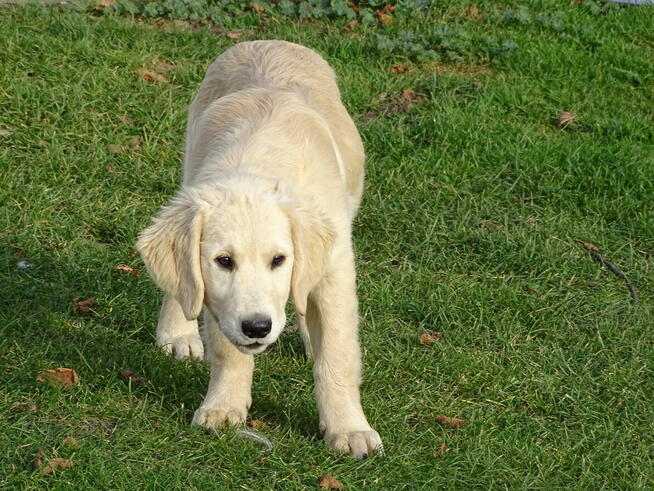 Golden retriever suczka