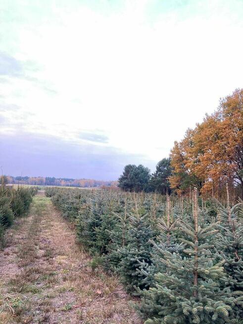 Świerk srebrny, pospolity oraz jodła kaukaska. HURT/DETAL
