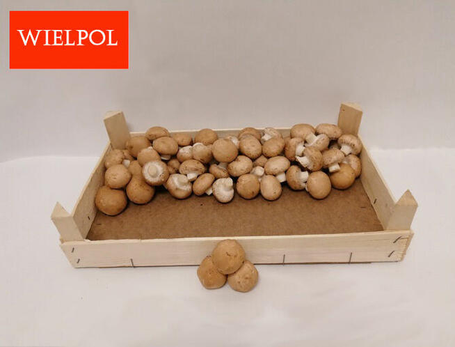 Sprzedaż skrzynek drewnianych do pieczarek /grzybów/