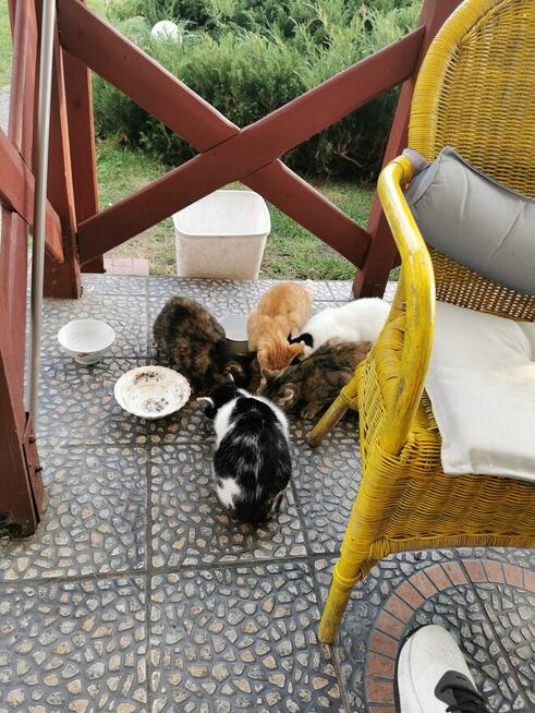 Domki letniskowe alpejskie nad jeziorem