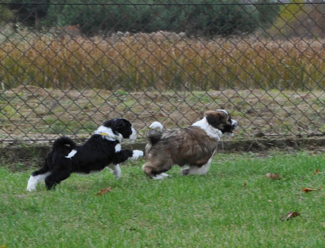 Terier Tybetański szczenięta planowany miot