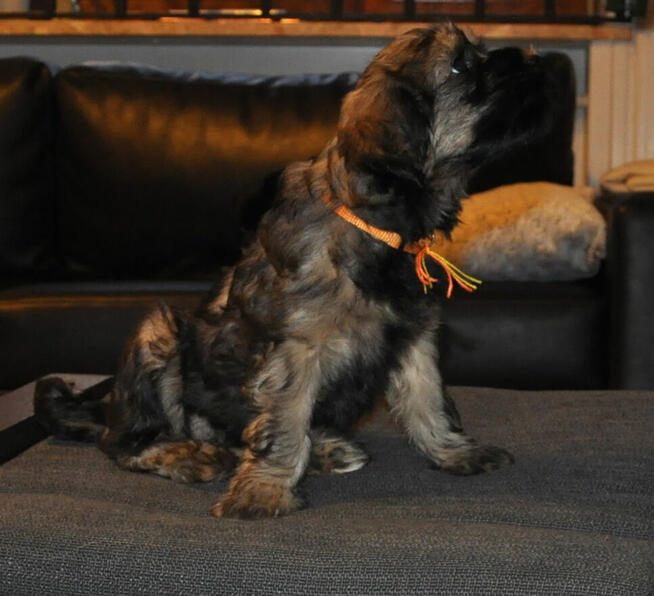 Terier Tybetański szczenięta planowany miot