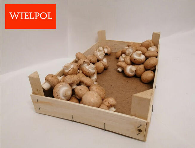 Sprzedaż skrzynek drewnianych do pieczarek /grzybów/