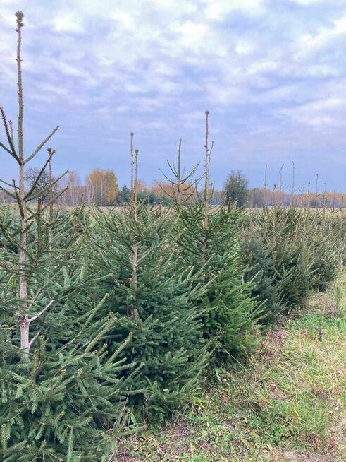 Świerk srebrny, pospolity oraz jodła kaukaska. HURT/DETAL