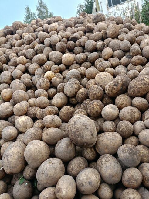 Ziemniaki jadalne GALA