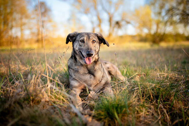 Karinka - delikatna, spokojna sunia do rany przyłóż!
