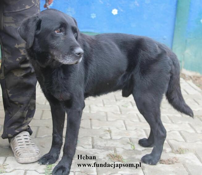 Heban w typie labradora