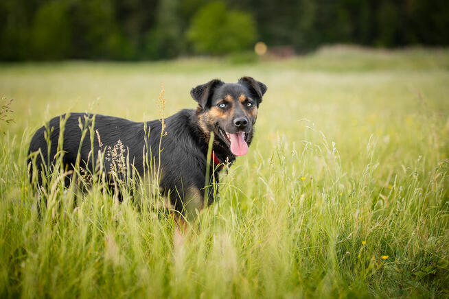 Gustaw - wyjątkowy, wesoły, kochany psiak!