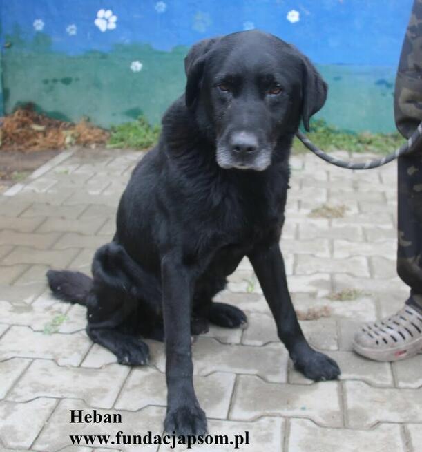 Heban w typie labradora