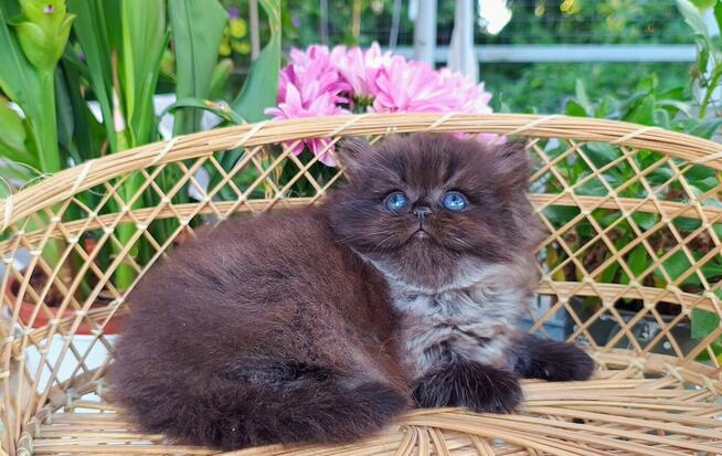 Kocurek Brytyjski Długowłosy, czarno dymny