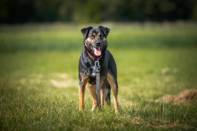 Gustaw - wyjątkowy, wesoły, kochany psiak!