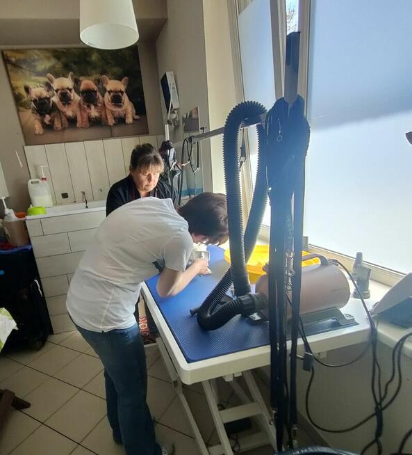 Groomer-psi fryzjer - nabór non stop