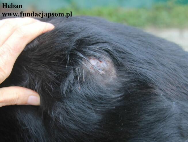 Heban w typie labradora