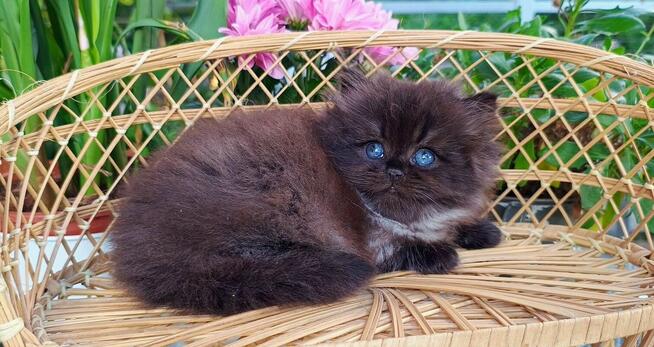 Kocurek Brytyjski Długowłosy, czarno dymny