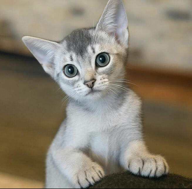 Kot abisyński kocięta po Grand International Chempionie