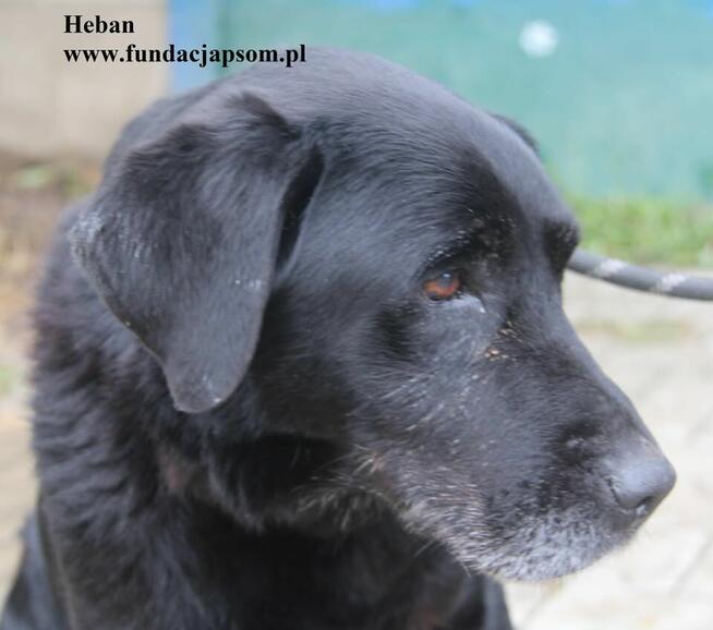 Heban w typie labradora