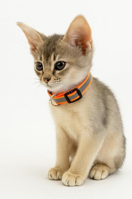 Kot abisyński kocięta po Grand International Chempionie