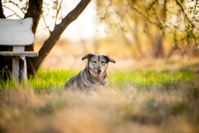 Karinka - delikatna, spokojna sunia do rany przyłóż!