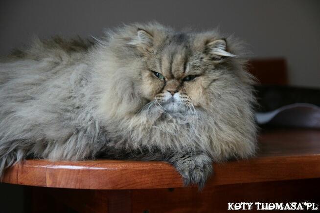 Kocurek Brytyjski Długowłosy, czarno dymny