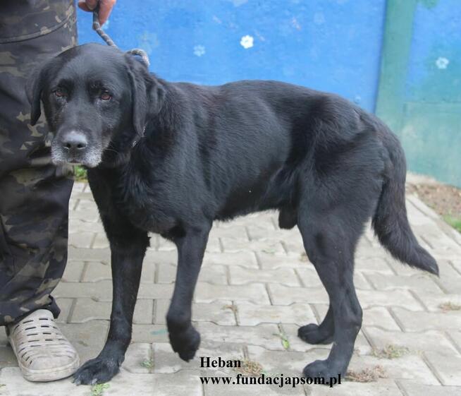 Heban w typie labradora