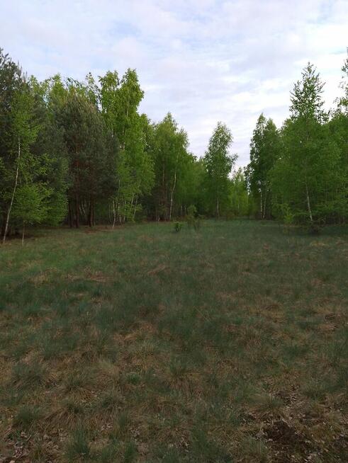 Bajeczna dzialeczka przy Kampinosie