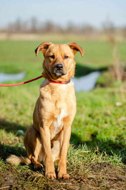 Rydzuś - niekonfliktowy, młody, łagodny psiak