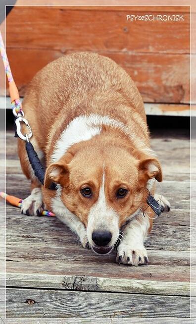 Zuza – młoda, delikatna sunia do pilnego pokochania