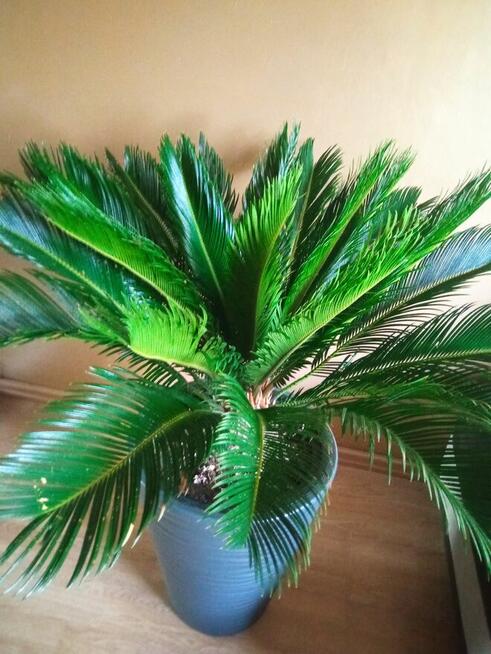 Cykas revoluta palma wysokość liści ok 70 cm szerokość ok 1