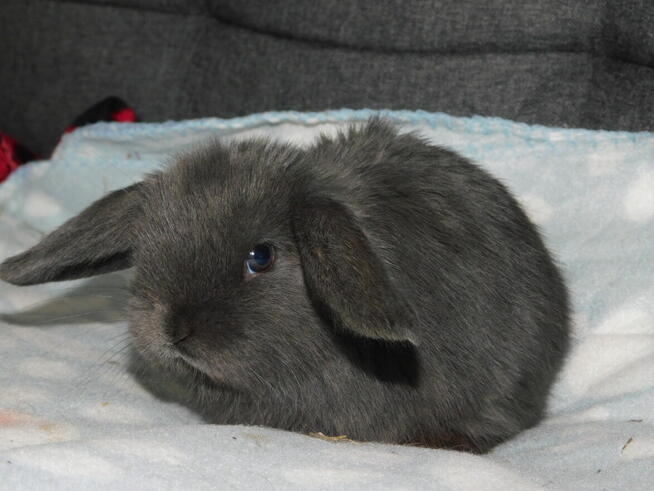 Niebieskie i beżowe baranki mini lop