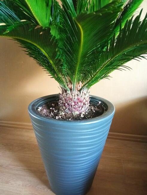 Cykas revoluta palma wysokość liści ok 70 cm szerokość ok 1