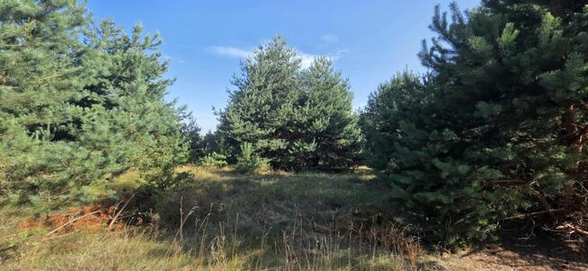 Działka rekreacyjna 2172 m² Wytyczno