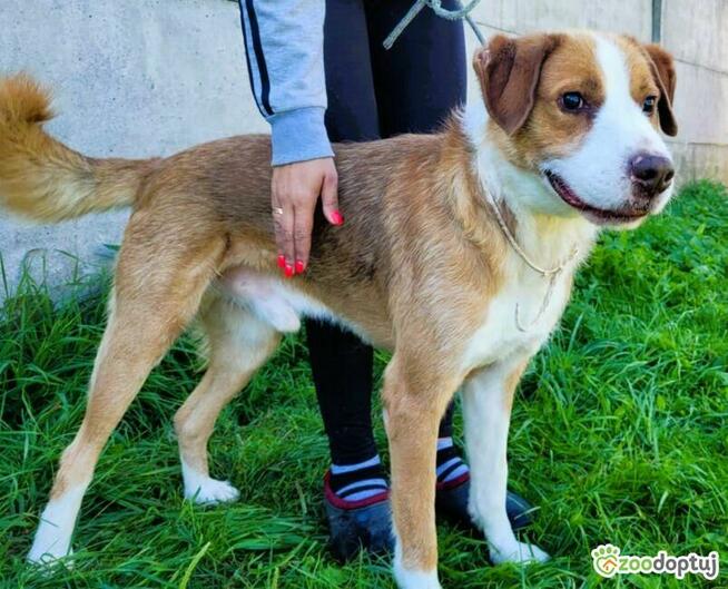 ZEFIR - piękny, niewidomy psiak za kratami, ADOPTUJ