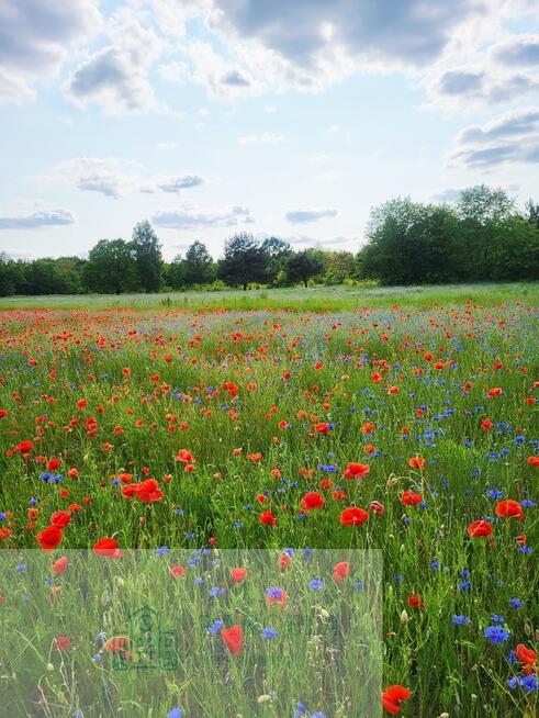 NOWE WARUNKI ZABUDOWY - działki w Kletni