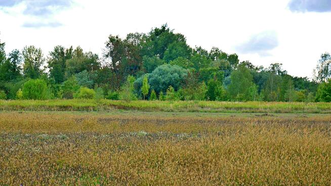Działka rolna Gałów gm. Miękinia