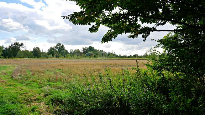 Działka rolna Gałów gm. Miękinia