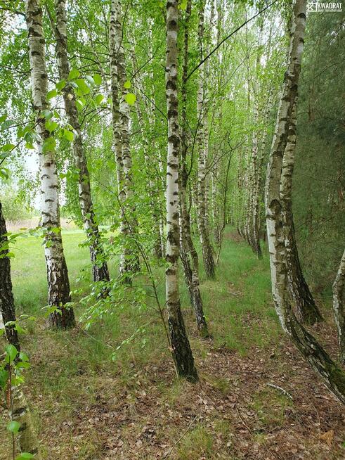 Działka rolno-budowlana Majdan Zahorodyński gm. Siedliszcze