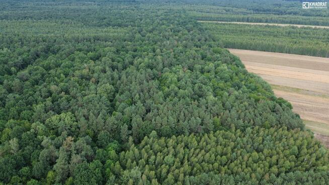 Działka leśna Niemce