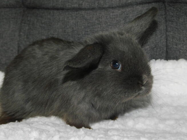 Niebieskie i beżowe baranki mini lop