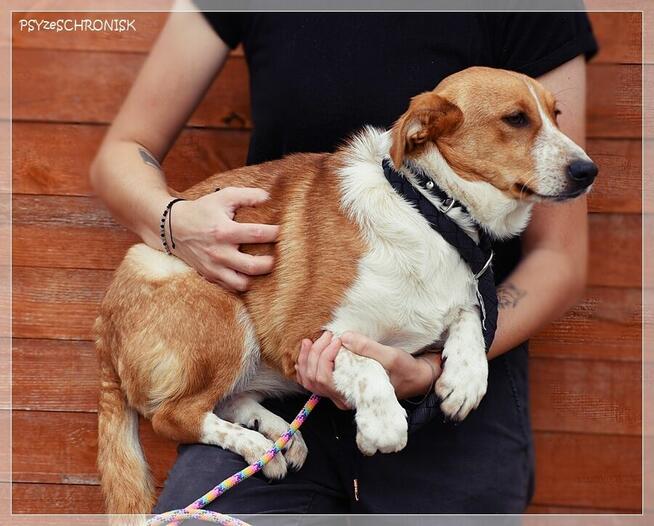 Zuza – młoda, delikatna sunia do pilnego pokochania