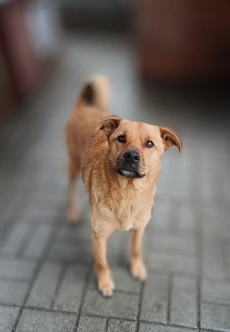 Rydzuś - niekonfliktowy, młody, łagodny psiak