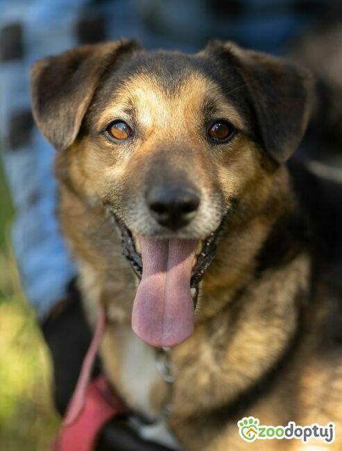 KACPEREK - kochany, wrażliwy psiak szuka domu