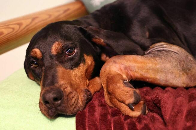 Lola do wiecznego kochana!