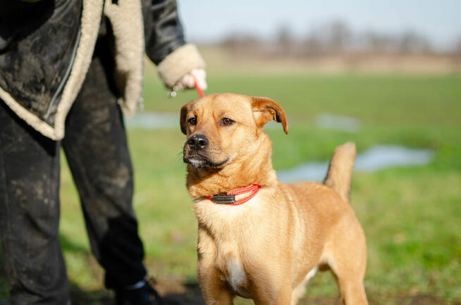 Rydzuś - niekonfliktowy, młody, łagodny psiak
