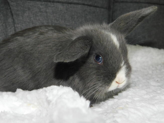 Niebieskie i beżowe baranki mini lop