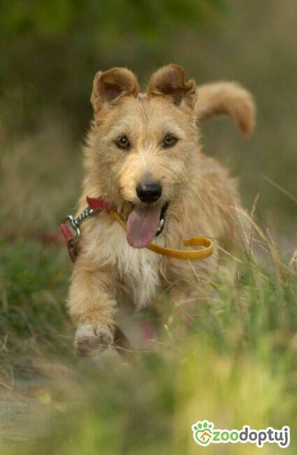 KREMUŚ - niewielki, szorstkowłosy psiak szuka super domu